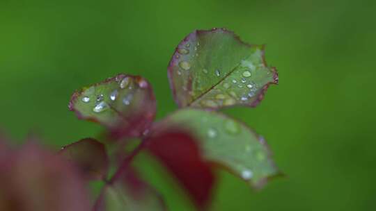 田野绿色植物