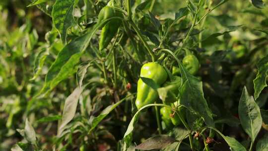 蔬菜种植无公害蔬菜 绿色农业