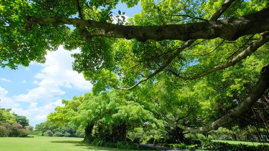 夏天蓝天白云阳光草坪草地绿地树林森林公园