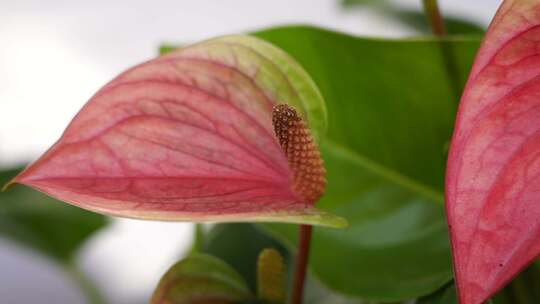 花烛 红鹅掌 红掌 花卉植物 鲜花 观赏