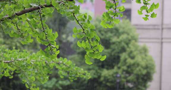 夏天雨水打在银杏叶上升格