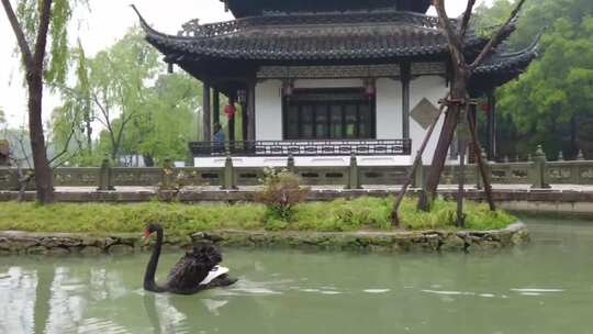 黑天鹅在古运河游泳中国风古建筑