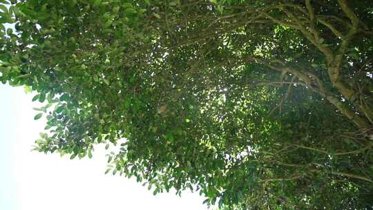 湖北利川文斗镇的百年古茶树