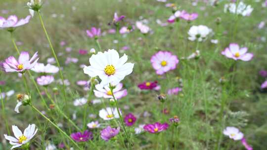 格桑花盛开实拍