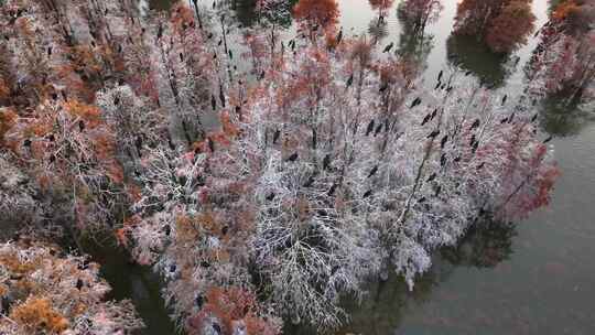 航拍南京六合池杉湖秋景视频素材模板下载