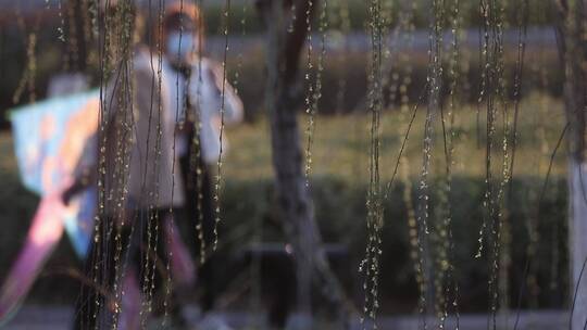 春天生机勃勃的垂柳