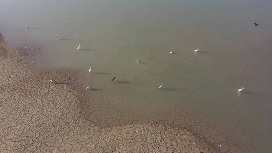 俯拍湿地浅滩鸟群