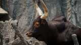 公牛，非洲公牛，角，哺乳动物高清在线视频素材下载
