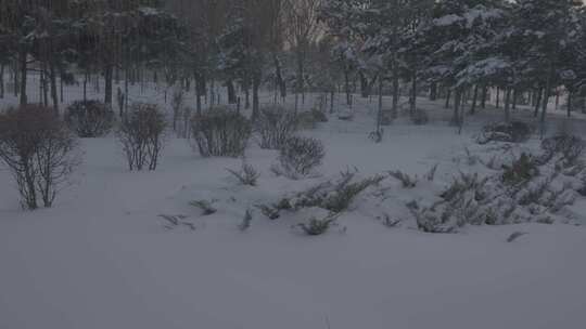 沈阳丁香湖雪景银装素裹的雪后树林景色