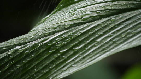 沾满雨水的绿叶