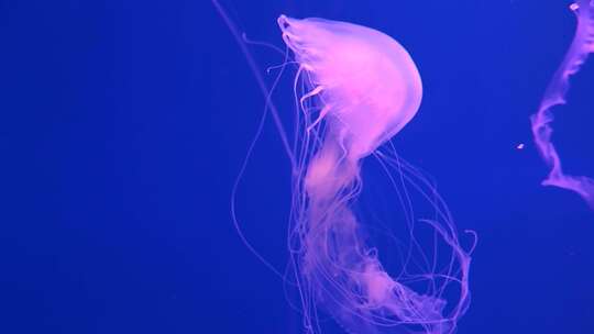 蓝色海洋中的水母海洋生物在水中游动