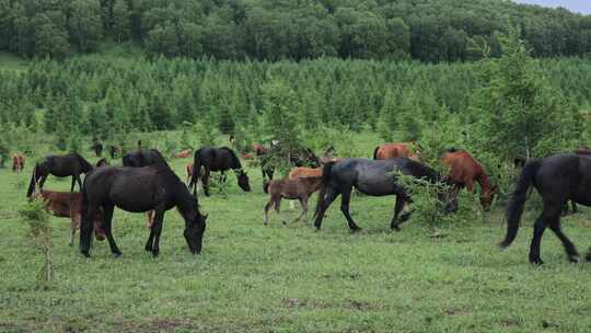 【4K】草原上吃草的马群
