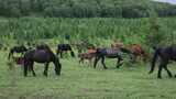 【4K】草原上吃草的马群高清在线视频素材下载