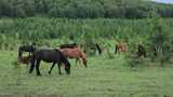 【4K】草原上吃草的马群高清在线视频素材下载