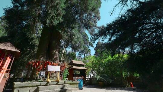 寺庙视频云南武定狮子山正续禅寺古松柏视频素材模板下载