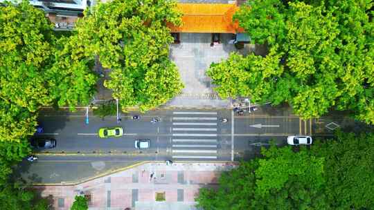 海南三亚城市街道、校园里盛开的黄色紫檀花