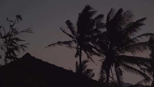 被风吹动的椰子树剪影视频素材模板下载