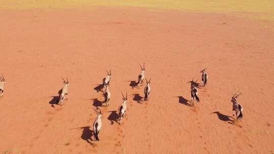 在沙漠中奔跑的羚羊
