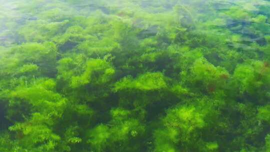 清澈流水水草