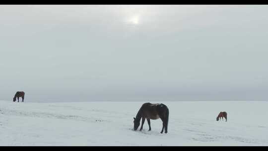 雪原上觅食的蒙古马