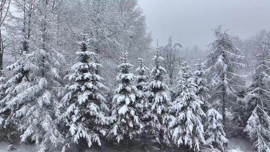 东北冬天暴雪大雪中的林海雪原