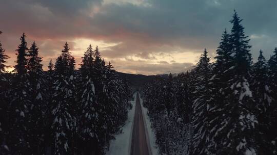 雪松森林晚霞景观视频素材模板下载