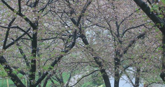 春雨樱花雨樱花飘落凋谢落幕春去