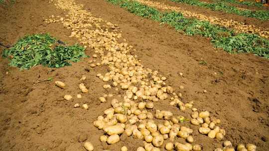 马铃薯收获土豆收获视频素材模板下载