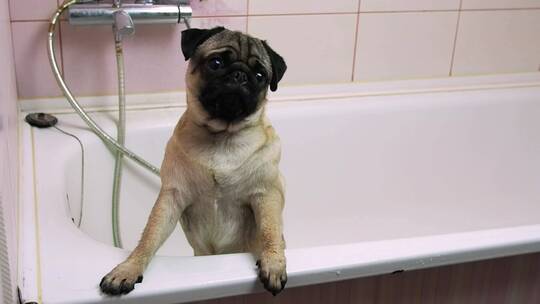 狗狗在浴缸里