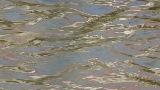 河流芦苇水草苇子湖水视频素材模板下载