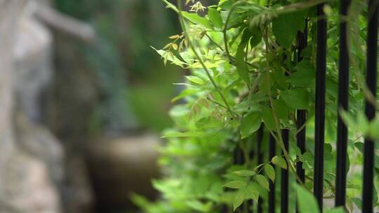 户外清新自然绿色植物山居景观升格慢动作