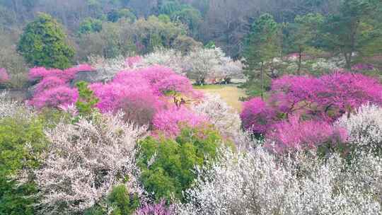 杭州植物园灵峰探梅梅花风景视频素材