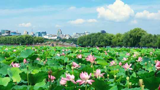 荷花园 旅游 度假 游玩 西湖 荷花 赏荷