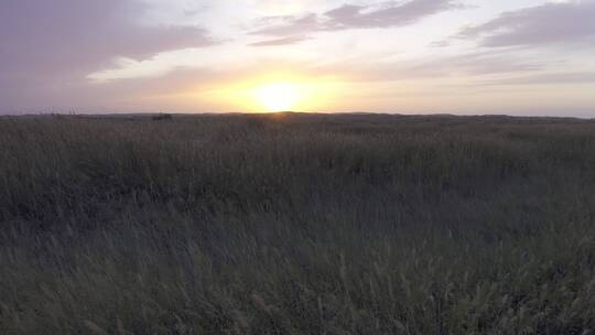 酒泉胡杨林景区 落日 夕阳西下