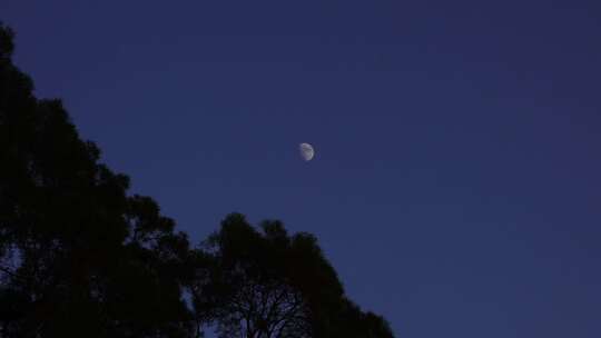 夜晚月亮树林夜幕降临森林半月夜空天空黑夜