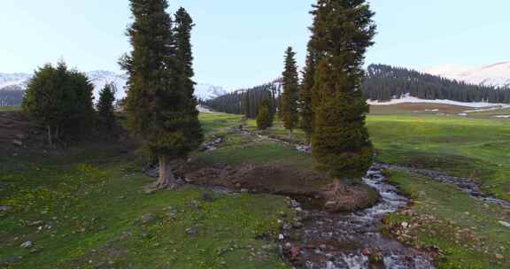 新疆伊犁草原森林风景