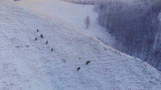 雪山上行走的鹿群
