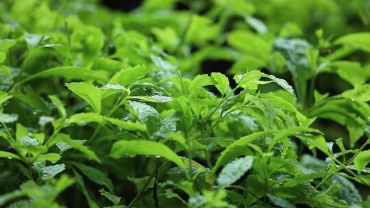 4K 雨天 下雨 雨滴落在叶子上 植物 绿植