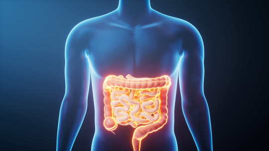 透明人体内的肠道生物科技医学概念三维渲染