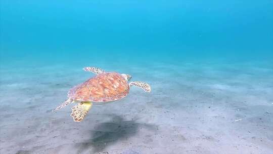 海龟在海底游泳