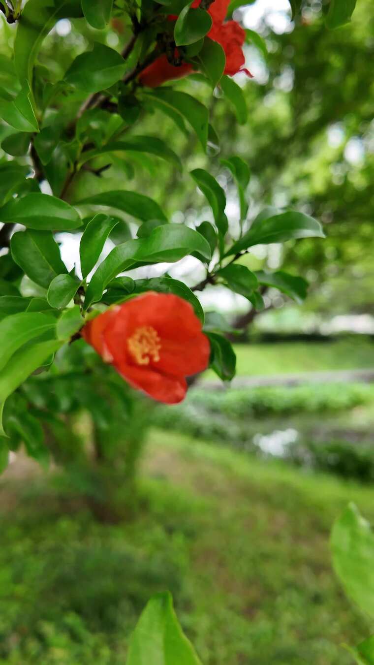 枝头绽放的鲜艳红色石榴花
