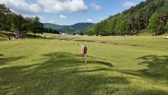 伊春·金山屯·鹿苑_0162