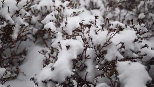 冬季雪花飘落到植物上的雪景