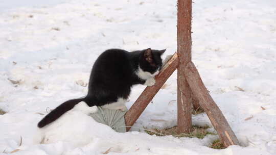 雪地上猫树干上磨爪子