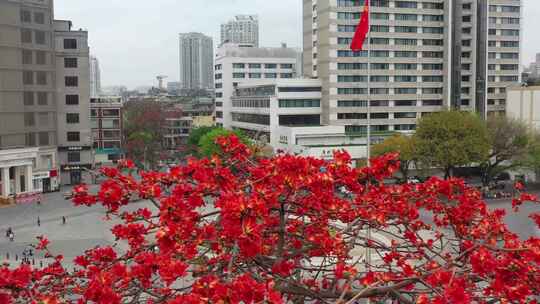 海珠广场木棉花，海珠桥