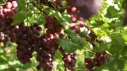 葡萄园里一串串晶莹剔透的葡萄