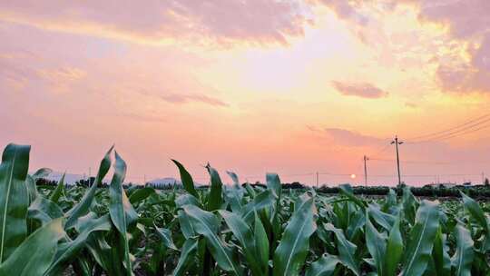 夕阳 傍晚 晚风 逆光 田地