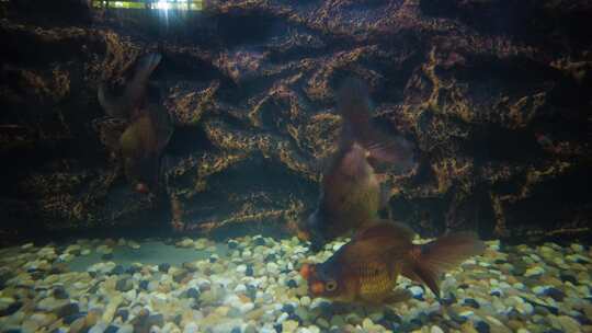 动物园的金鱼观赏鱼紫鱼红球视频素材模板下载