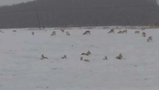 冬天雪地里来了野生黄羊