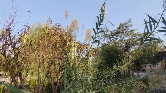 高大挺拔的芦苇直刺蓝天